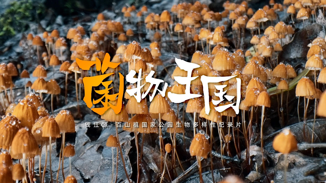 《菌物王国》 2023-螃蟹最爱横着走